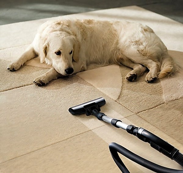 Pet Stain & Odor in Queen Creek, AZ